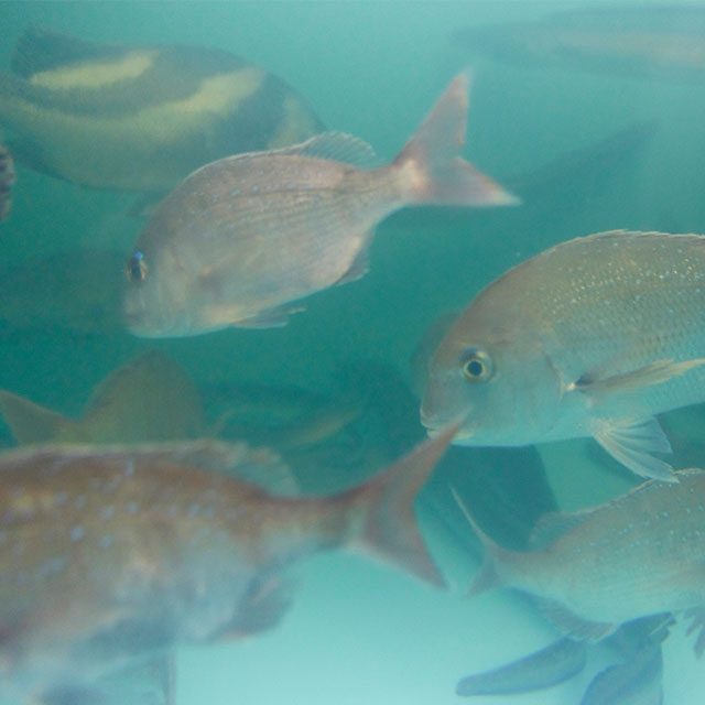 天然活魚・鮮魚