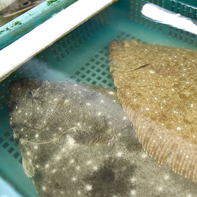 天然活魚・鮮魚