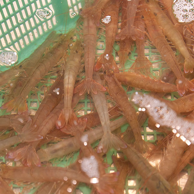 天然活魚・鮮魚