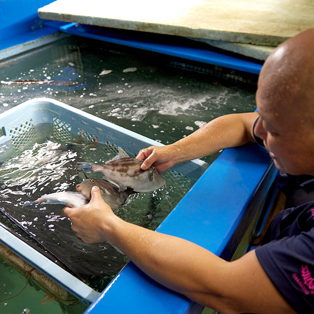 天然活魚・鮮魚